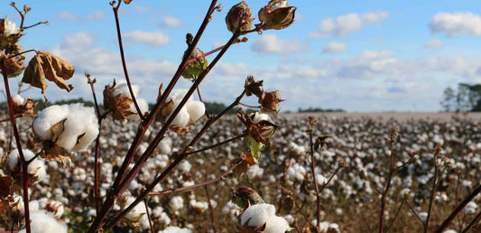 Is Cotton a Renewable Resource