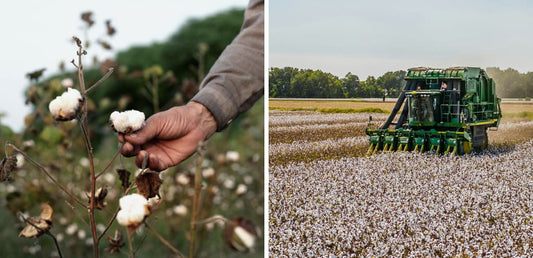 Organic Cotton vs. Regular Cotton